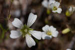 Pitcher's stitchwort